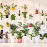 نباتات شهرزاد