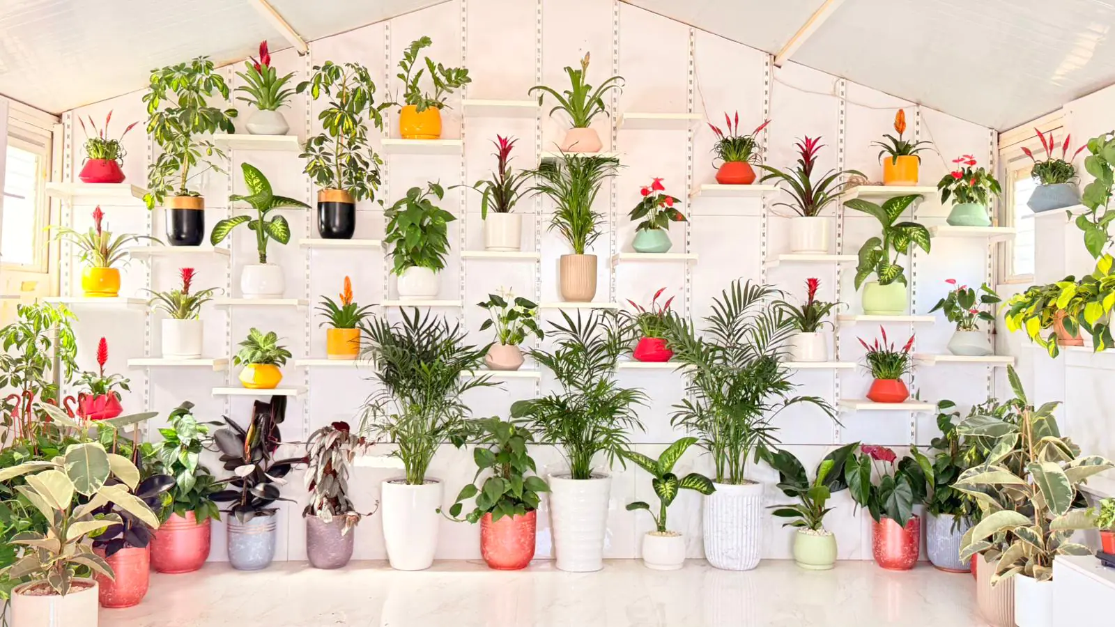 نباتات شهرزاد