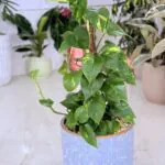 نبتة البوتس بالحجم الكبير