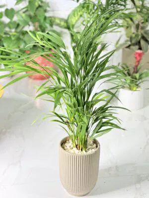 نخيل الأريكا (Dypsis lutescens