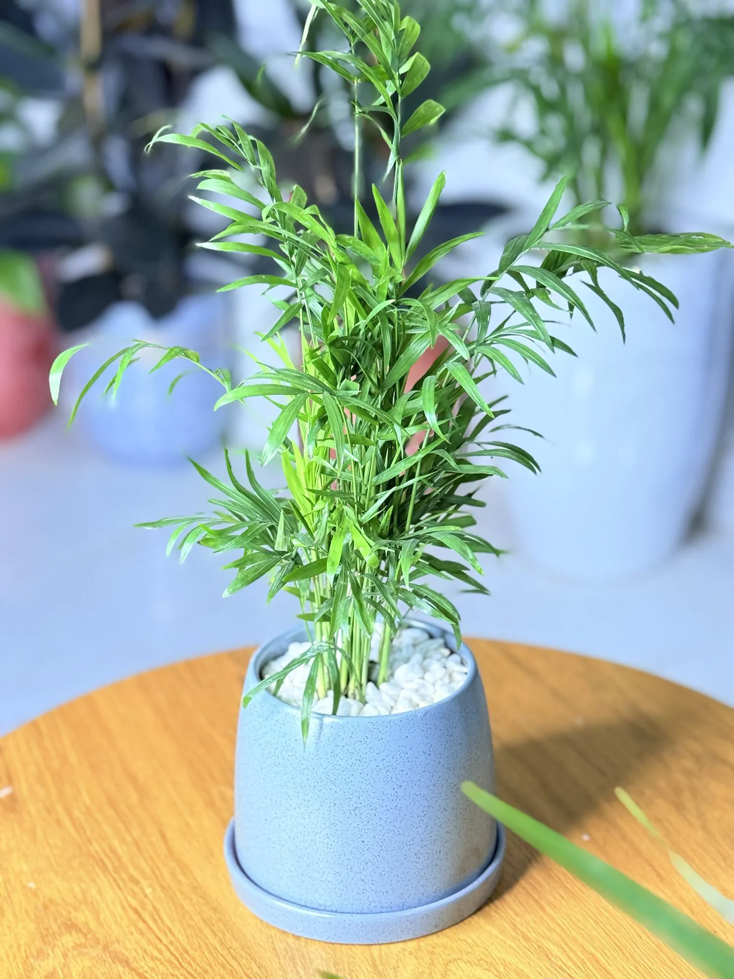 نبتة الشاميدوريا (Chamaedorea elegans)